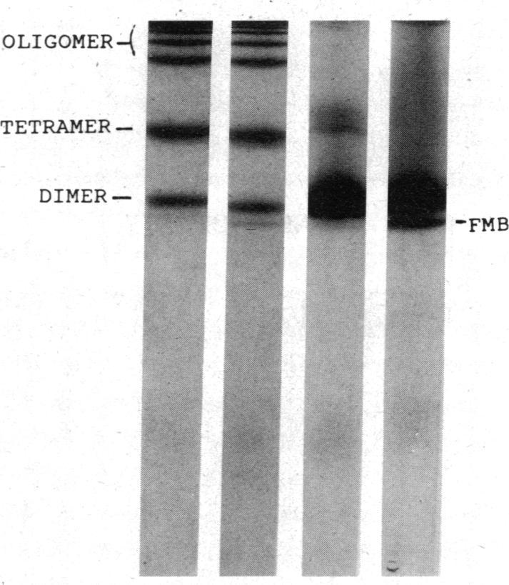 https://cdn.ncbi.nlm.nih.gov/pmc/blobs/35d4/303619/09446abdb9ce/jcinvest00081-0313-b.jpg