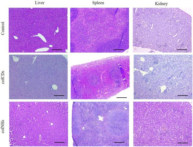 https://cdn.ncbi.nlm.nih.gov/pmc/blobs/35d7/10250545/f96cd6473b0a/41598_2023_36496_Fig4_HTML.jpg