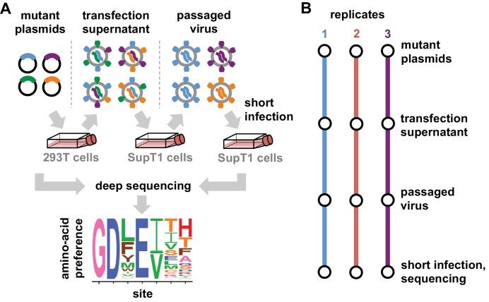 https://cdn.ncbi.nlm.nih.gov/pmc/blobs/35d8/5910023/a99efde4dff8/elife-34420-fig2.jpg