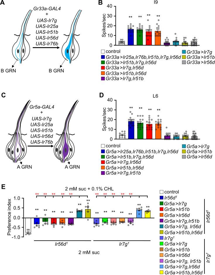 https://cdn.ncbi.nlm.nih.gov/pmc/blobs/35d9/12005718/beafc507f37c/elife-106256-fig4.jpg