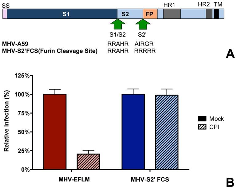 https://cdn.ncbi.nlm.nih.gov/pmc/blobs/35da/4223067/918cef6eb1cc/ppat.1004502.g007.jpg