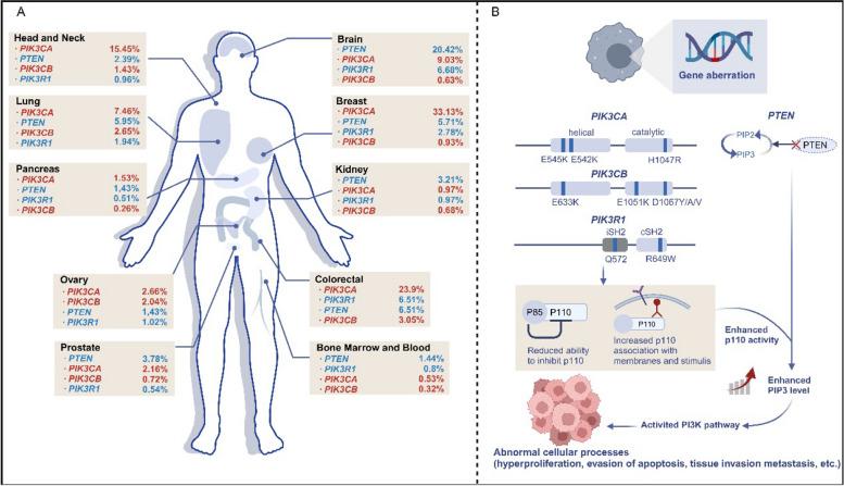 https://cdn.ncbi.nlm.nih.gov/pmc/blobs/35db/11316348/b351eaefb5df/12943_2024_2072_Fig4_HTML.jpg