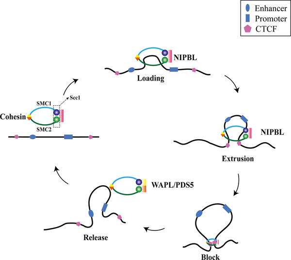 https://cdn.ncbi.nlm.nih.gov/pmc/blobs/35df/10329473/80ef5e28d234/MCO2-4-e326-g001.jpg