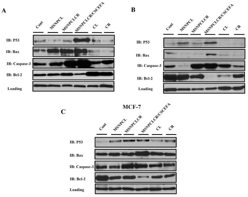 https://cdn.ncbi.nlm.nih.gov/pmc/blobs/35e2/9785757/6597e28200c0/pharmaceutics-14-02770-g010.jpg