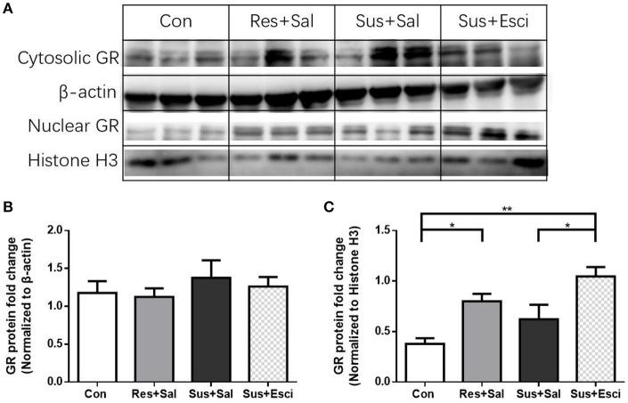 https://cdn.ncbi.nlm.nih.gov/pmc/blobs/35e3/5440566/3ab3c57d2371/fnins-11-00287-g0008.jpg