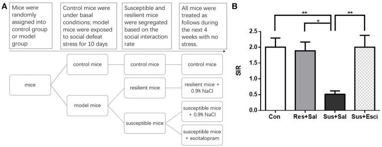 https://cdn.ncbi.nlm.nih.gov/pmc/blobs/35e3/5440566/b368b5aa9833/fnins-11-00287-g0004.jpg