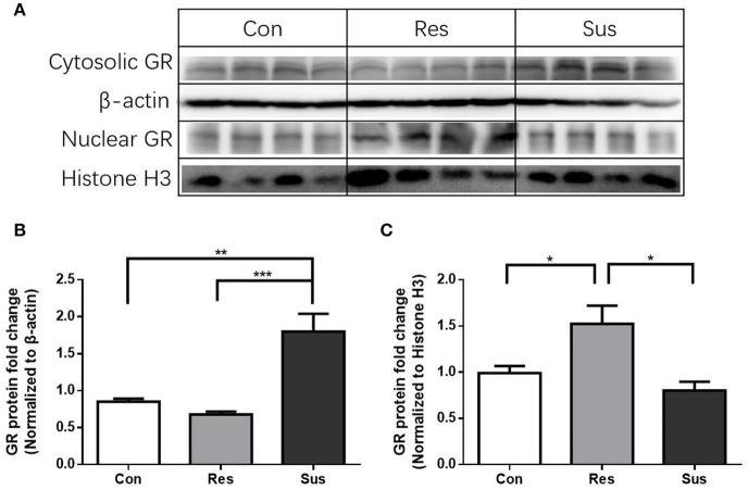 https://cdn.ncbi.nlm.nih.gov/pmc/blobs/35e3/5440566/d1c028ce0f30/fnins-11-00287-g0007.jpg