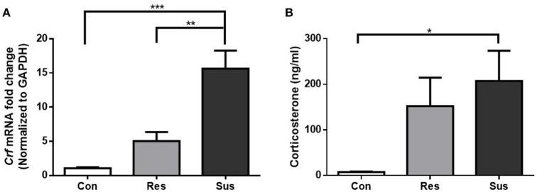 https://cdn.ncbi.nlm.nih.gov/pmc/blobs/35e3/5440566/d3fca0c06151/fnins-11-00287-g0002.jpg