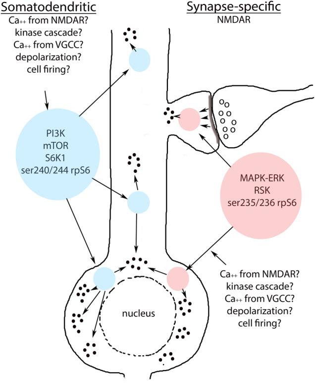 https://cdn.ncbi.nlm.nih.gov/pmc/blobs/35e3/5516686/ee366c3a27b9/PirbhoyLM044974f09.jpg