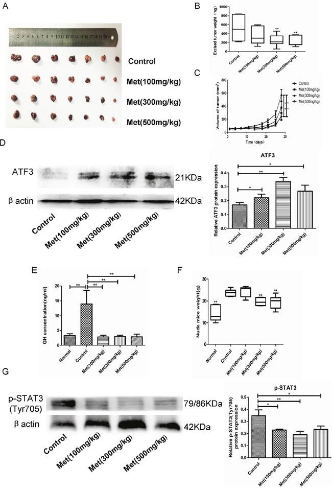 https://cdn.ncbi.nlm.nih.gov/pmc/blobs/35e5/5514928/e3af5b827ba2/oncotarget-08-37538-g004.jpg