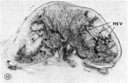 https://cdn.ncbi.nlm.nih.gov/pmc/blobs/35e6/1445257/1690383c4d88/immunology00296-0132-a.jpg