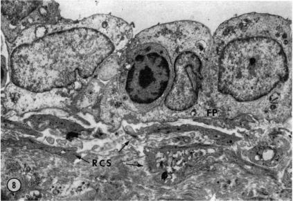 https://cdn.ncbi.nlm.nih.gov/pmc/blobs/35e6/1445257/8dfd5e423aae/immunology00296-0124-b.jpg