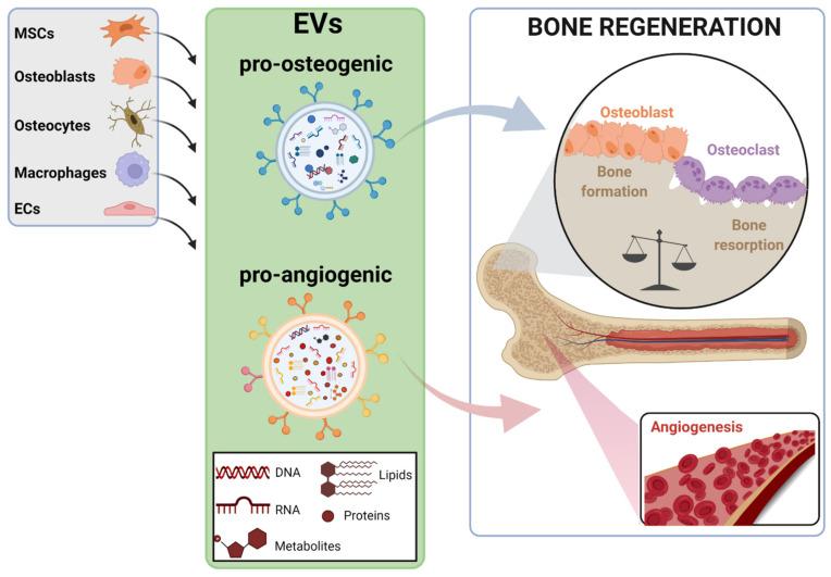 https://cdn.ncbi.nlm.nih.gov/pmc/blobs/35e8/8836395/9181de170a07/ijms-23-01865-g001.jpg