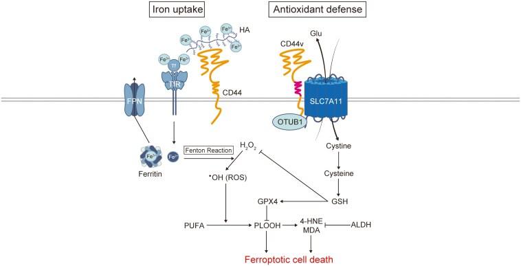https://cdn.ncbi.nlm.nih.gov/pmc/blobs/35eb/12126136/11e2c7a00845/sxaf024_fig2.jpg