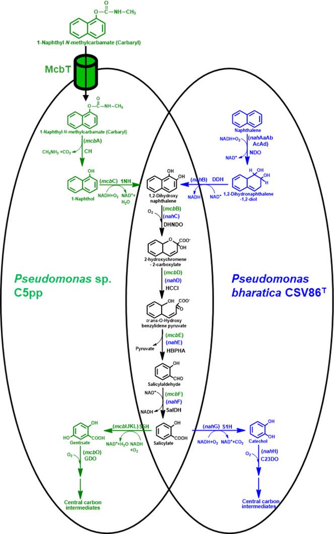 https://cdn.ncbi.nlm.nih.gov/pmc/blobs/35ef/11302072/222f3f5732ea/spectrum.00284-24.f001.jpg