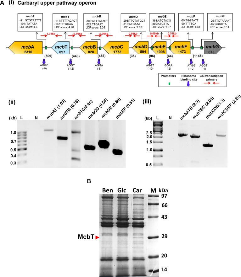 https://cdn.ncbi.nlm.nih.gov/pmc/blobs/35ef/11302072/5abff49fd504/spectrum.00284-24.f003.jpg