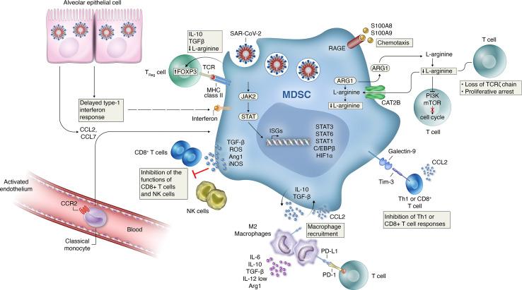 https://cdn.ncbi.nlm.nih.gov/pmc/blobs/35f4/8250151/bb292b31b5c0/fimmu-12-697405-g001.jpg