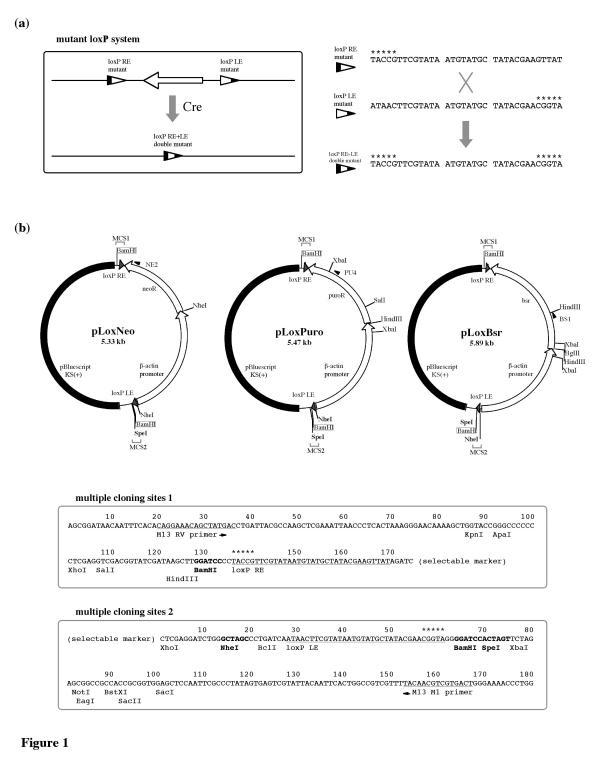 https://cdn.ncbi.nlm.nih.gov/pmc/blobs/35f6/57747/a7714ce4bc3d/1472-6750-1-7-1.jpg