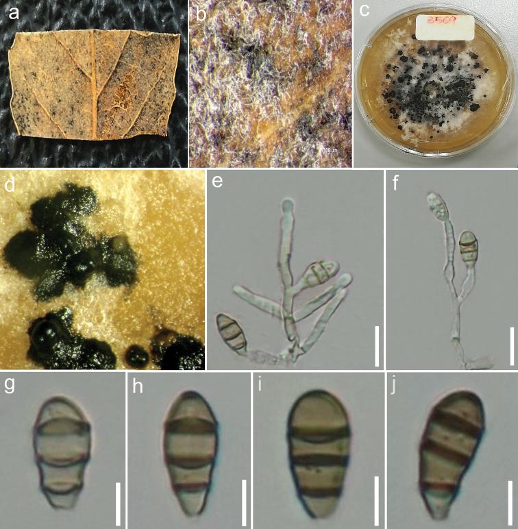 https://cdn.ncbi.nlm.nih.gov/pmc/blobs/35f7/8096799/1dac7717819a/mycokeys-79-173-g003.jpg