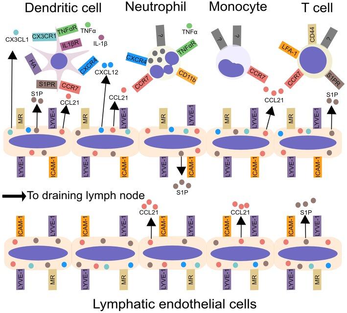 https://cdn.ncbi.nlm.nih.gov/pmc/blobs/35f8/6546724/bd6e0b7f5aa1/fimmu-10-01168-g0001.jpg