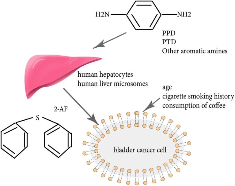https://cdn.ncbi.nlm.nih.gov/pmc/blobs/35f9/10232955/214a8948d8c1/fmed-10-1139607-g0005.jpg