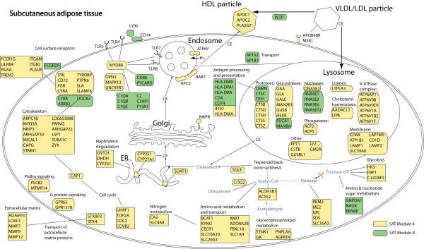 https://cdn.ncbi.nlm.nih.gov/pmc/blobs/35f9/2925326/f1ad4abd481e/1755-8794-3-34-6.jpg