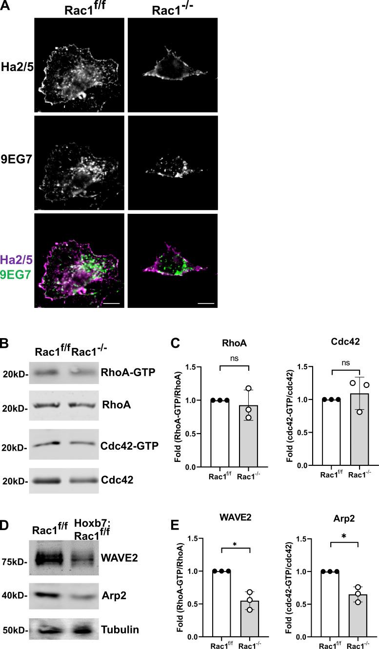 https://cdn.ncbi.nlm.nih.gov/pmc/blobs/35f9/8563289/6141c74ac540/JCB_202103080_FigS2.jpg