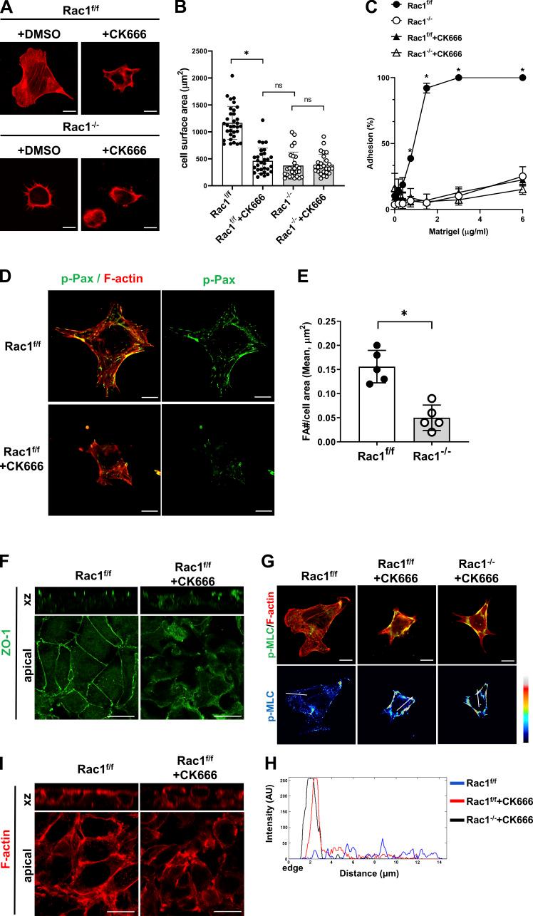 https://cdn.ncbi.nlm.nih.gov/pmc/blobs/35f9/8563289/bdb6842a361a/JCB_202103080_FigS3.jpg