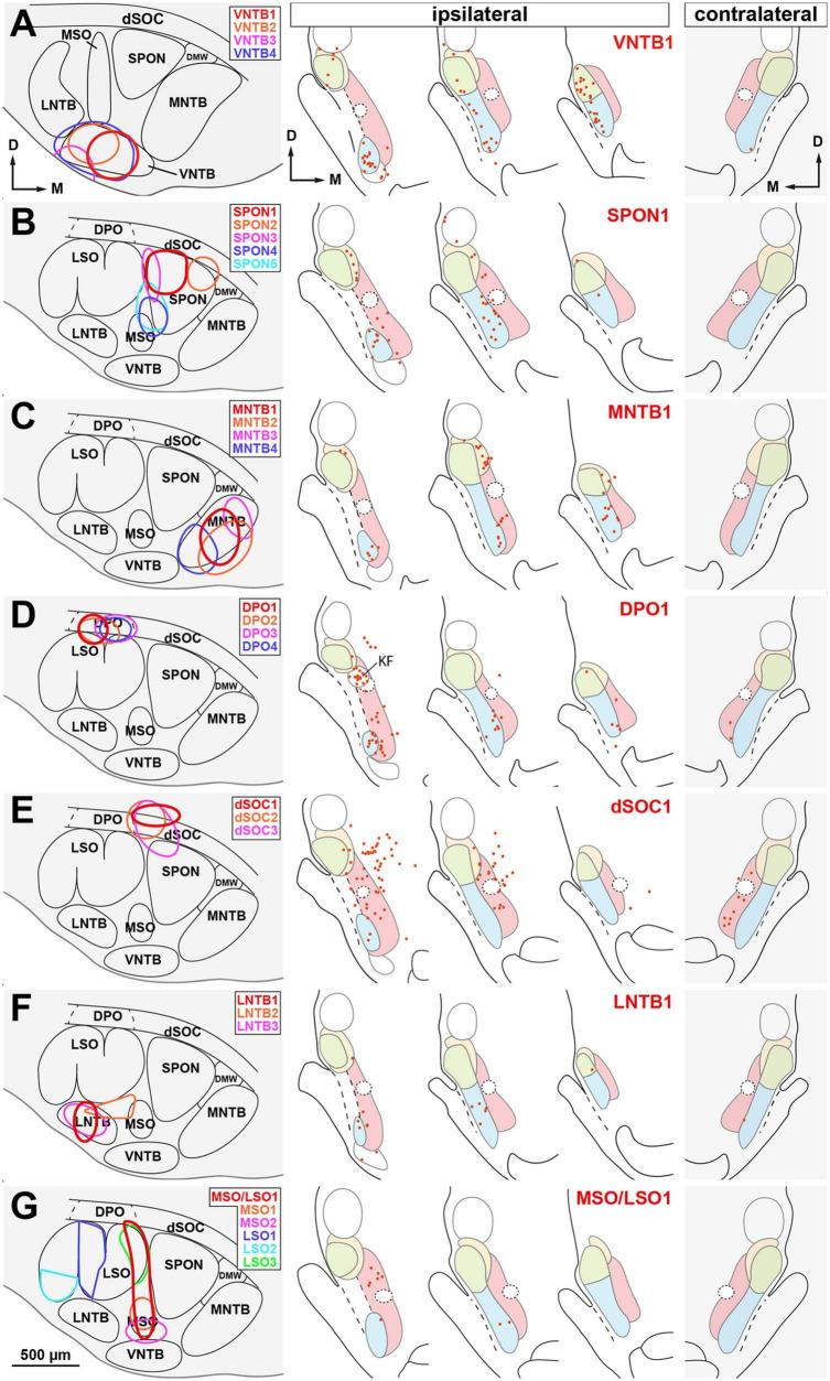 https://cdn.ncbi.nlm.nih.gov/pmc/blobs/35fc/10445163/2a75920aa5bf/fnana-17-1242245-g011.jpg