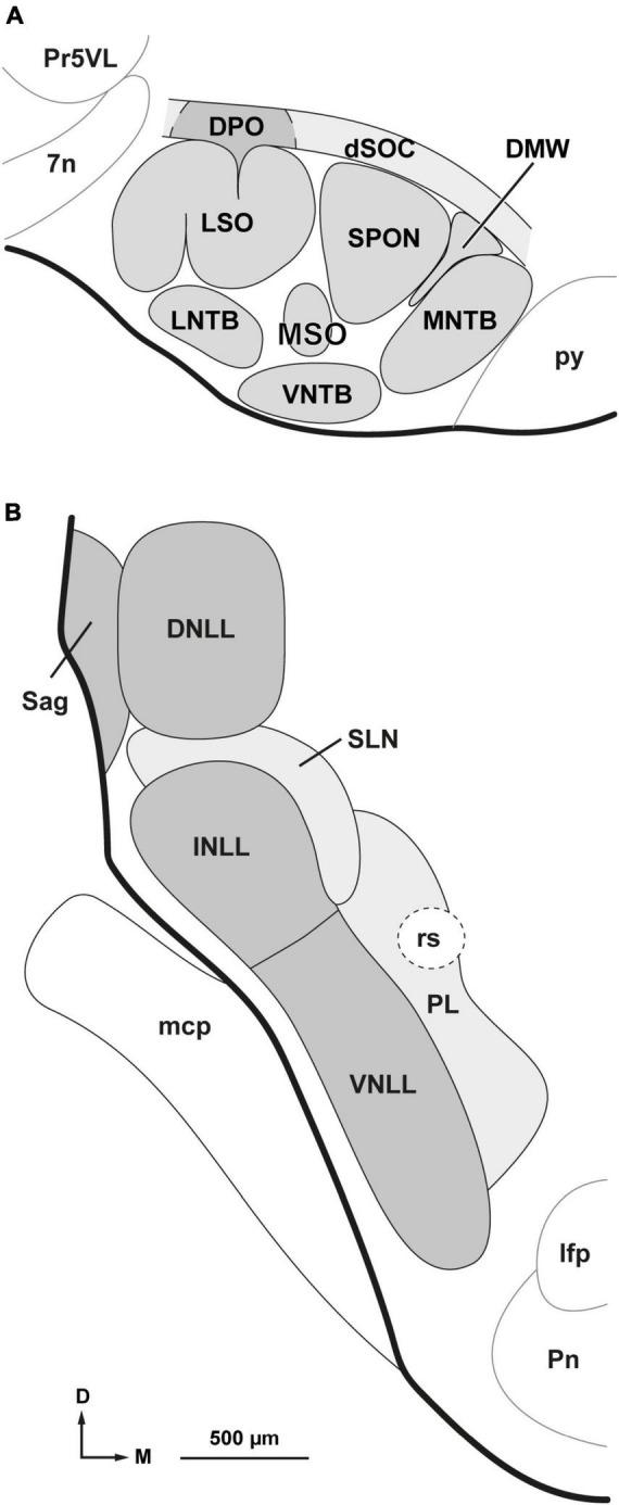 https://cdn.ncbi.nlm.nih.gov/pmc/blobs/35fc/10445163/aecd897a04a8/fnana-17-1242245-g001.jpg
