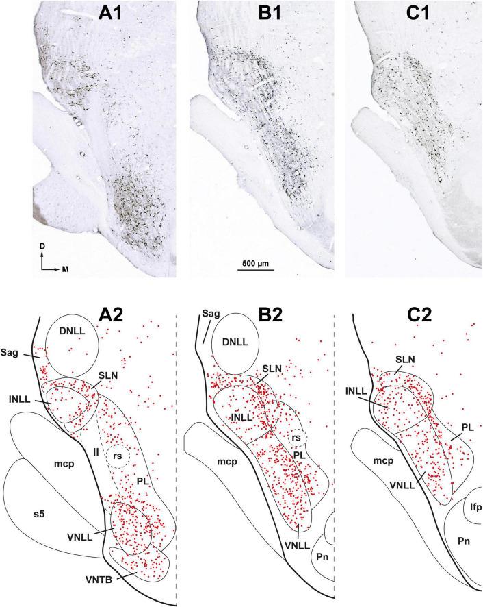 https://cdn.ncbi.nlm.nih.gov/pmc/blobs/35fc/10445163/d9046ed320c3/fnana-17-1242245-g003.jpg