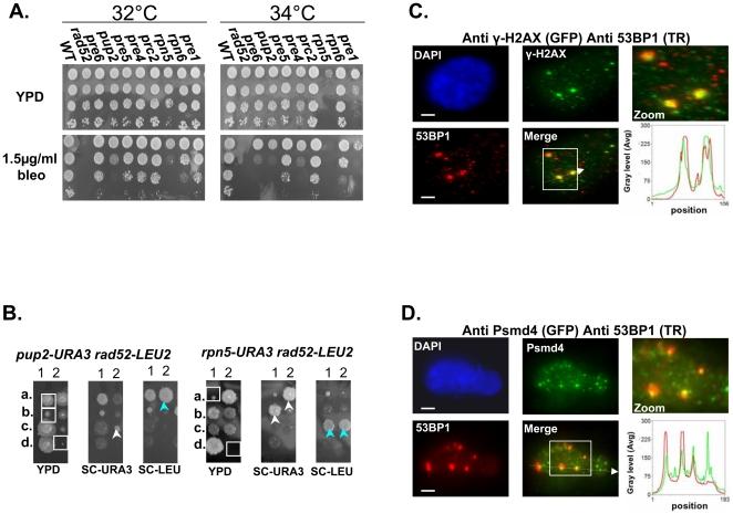https://cdn.ncbi.nlm.nih.gov/pmc/blobs/35fc/2824753/2532b5dc13ac/pgen.1000852.g003.jpg