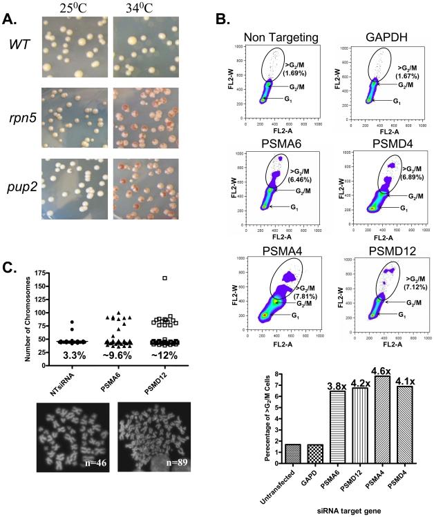 https://cdn.ncbi.nlm.nih.gov/pmc/blobs/35fc/2824753/44e4980a79d5/pgen.1000852.g001.jpg