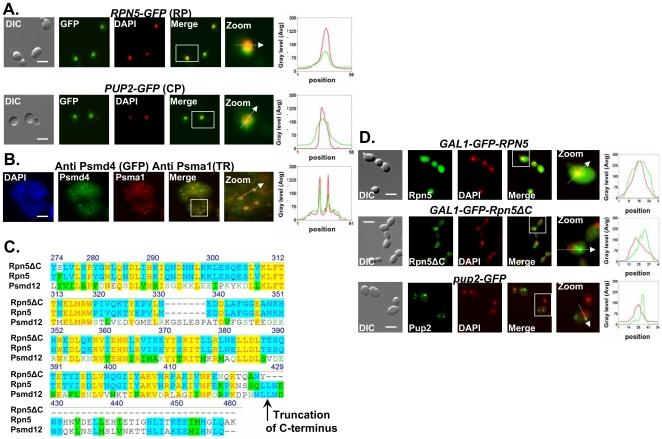 https://cdn.ncbi.nlm.nih.gov/pmc/blobs/35fc/2824753/ac946d453cd6/pgen.1000852.g002.jpg