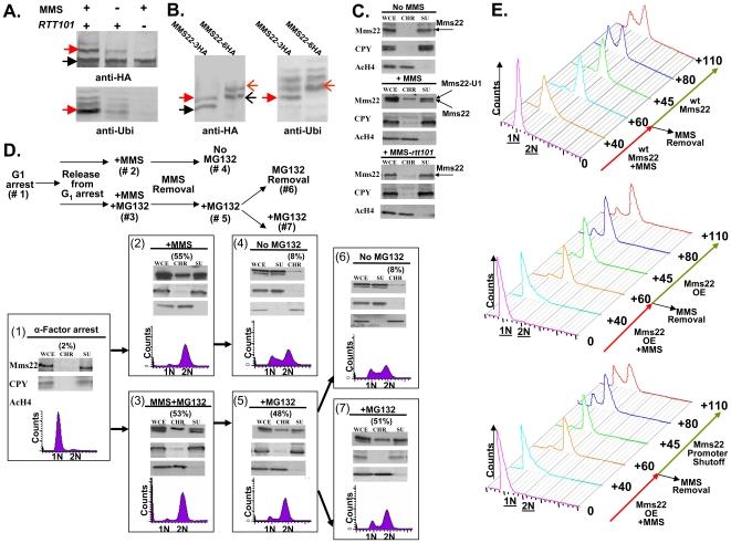 https://cdn.ncbi.nlm.nih.gov/pmc/blobs/35fc/2824753/f9b7429526d6/pgen.1000852.g005.jpg