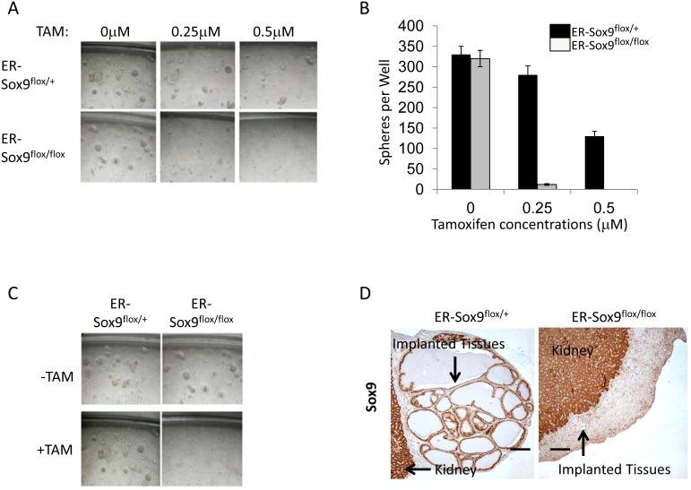 https://cdn.ncbi.nlm.nih.gov/pmc/blobs/35fc/3442290/3a1d1216ac6b/oncotarget-03-651-g005.jpg