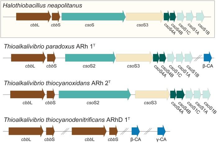 https://cdn.ncbi.nlm.nih.gov/pmc/blobs/3603/5328954/262c453b26f1/fmicb-08-00254-g006.jpg