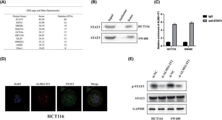 https://cdn.ncbi.nlm.nih.gov/pmc/blobs/3604/11436373/a56db7841ad6/JCMM-28-e70103-g003.jpg