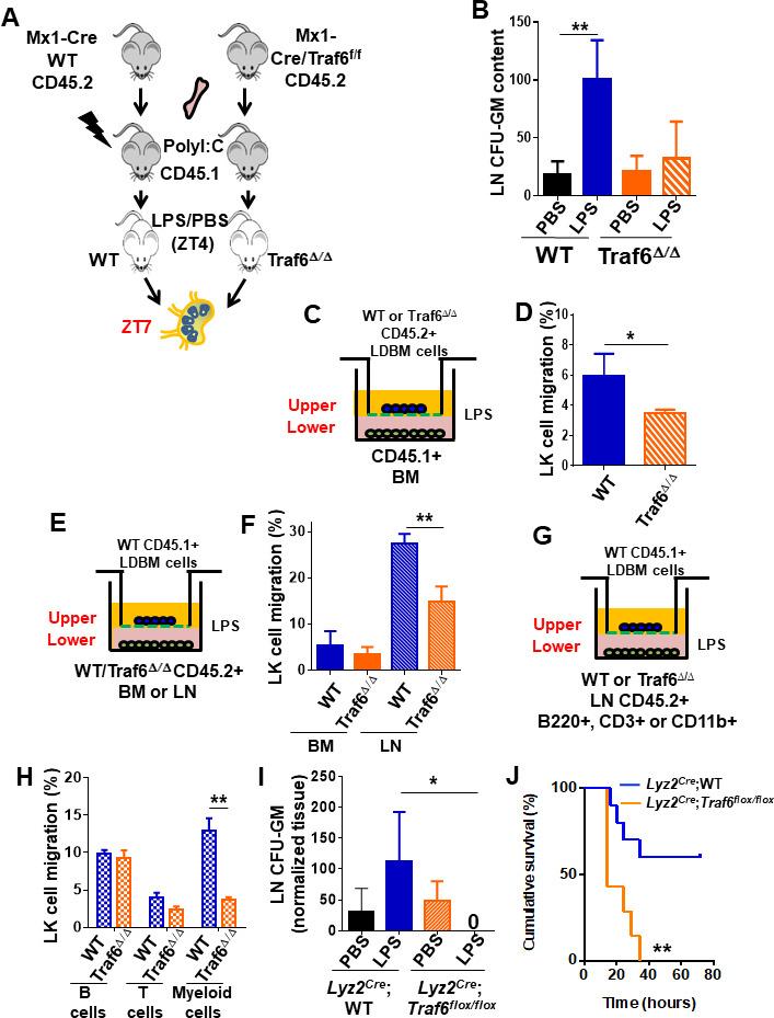 https://cdn.ncbi.nlm.nih.gov/pmc/blobs/3605/8137144/8a3cdac3228c/elife-66190-fig4.jpg