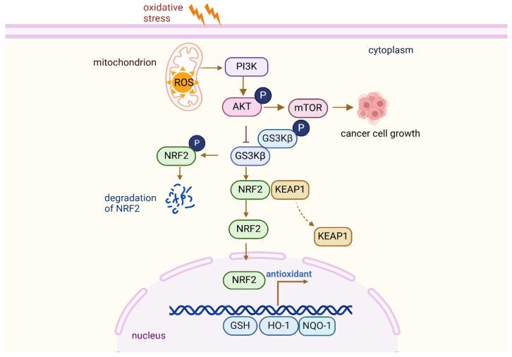 https://cdn.ncbi.nlm.nih.gov/pmc/blobs/3608/12189842/b8124352379c/antioxidants-14-00674-g005.jpg
