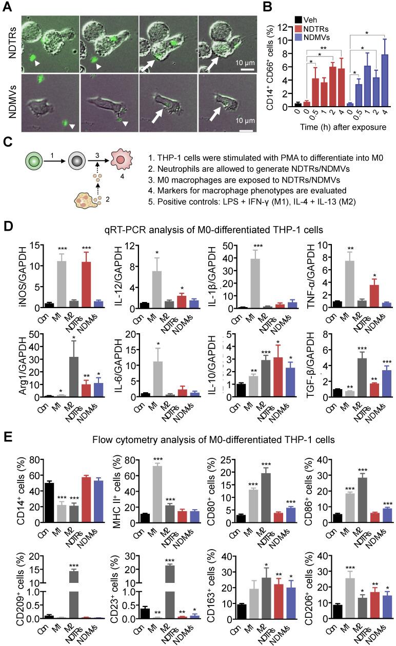 https://cdn.ncbi.nlm.nih.gov/pmc/blobs/3609/7806483/01ce4c4af13e/thnov11p2770g004.jpg
