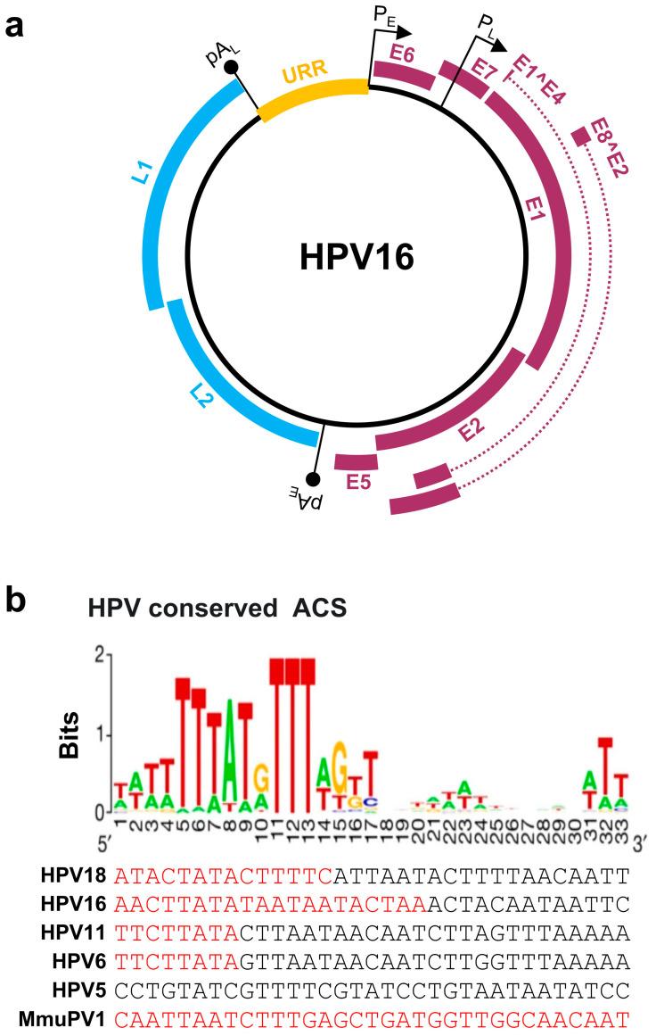 https://cdn.ncbi.nlm.nih.gov/pmc/blobs/360a/9105396/1852a1876b11/ijms-23-04943-g001.jpg