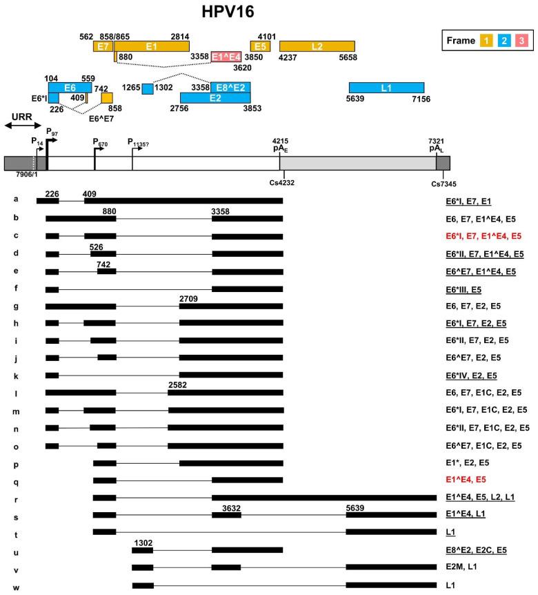 https://cdn.ncbi.nlm.nih.gov/pmc/blobs/360a/9105396/876cb8196be0/ijms-23-04943-g003.jpg
