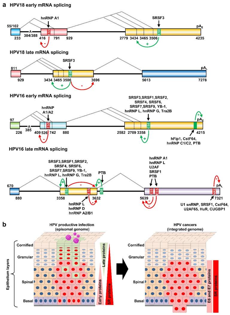 https://cdn.ncbi.nlm.nih.gov/pmc/blobs/360a/9105396/a46988276b8c/ijms-23-04943-g006.jpg