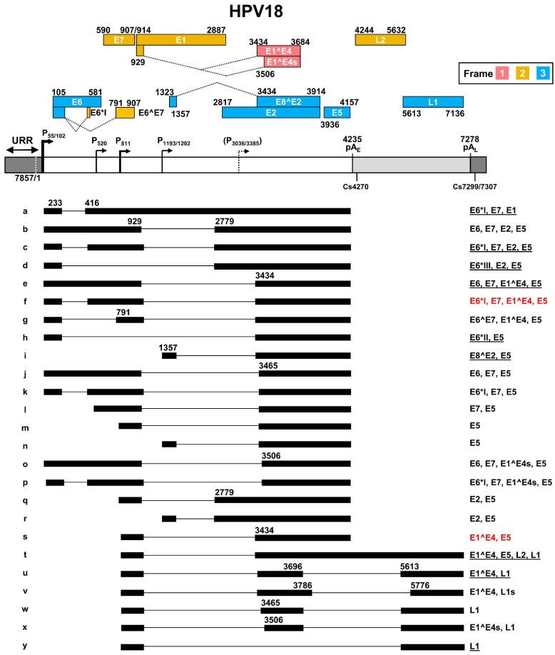 https://cdn.ncbi.nlm.nih.gov/pmc/blobs/360a/9105396/ab66207d36f2/ijms-23-04943-g004.jpg