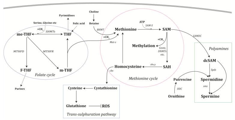 https://cdn.ncbi.nlm.nih.gov/pmc/blobs/360a/9775183/0e47c1bc9b81/biomolecules-12-01902-g001.jpg