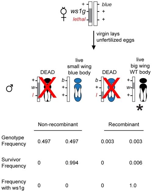 https://cdn.ncbi.nlm.nih.gov/pmc/blobs/360d/2799512/163f2d9c8bcb/pgen.1000821.g002.jpg