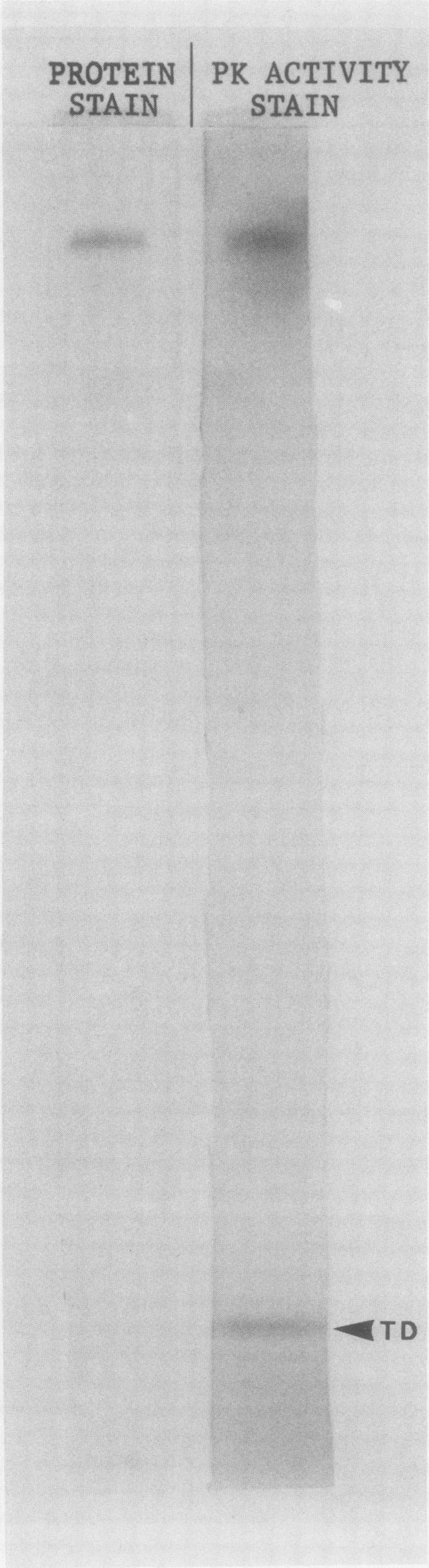 https://cdn.ncbi.nlm.nih.gov/pmc/blobs/360f/1054628/30436c7f8420/plntphys00625-0092-a.jpg