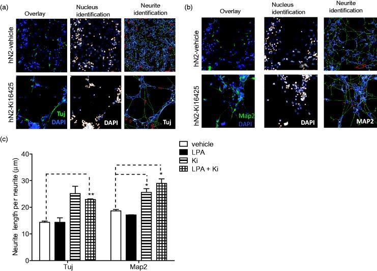 https://cdn.ncbi.nlm.nih.gov/pmc/blobs/3611/4357610/454e7f17a987/10.1177_1759091414558416-fig5.jpg