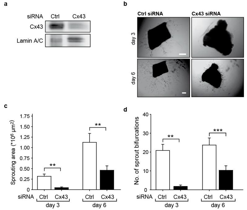 https://cdn.ncbi.nlm.nih.gov/pmc/blobs/3611/8745637/742e2d128c7f/ijms-23-00294-g002.jpg